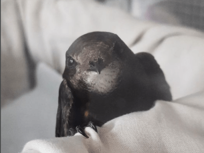 Sheffield Swift Rescue closed for 2025 – what to do if you need&nbsp;help.