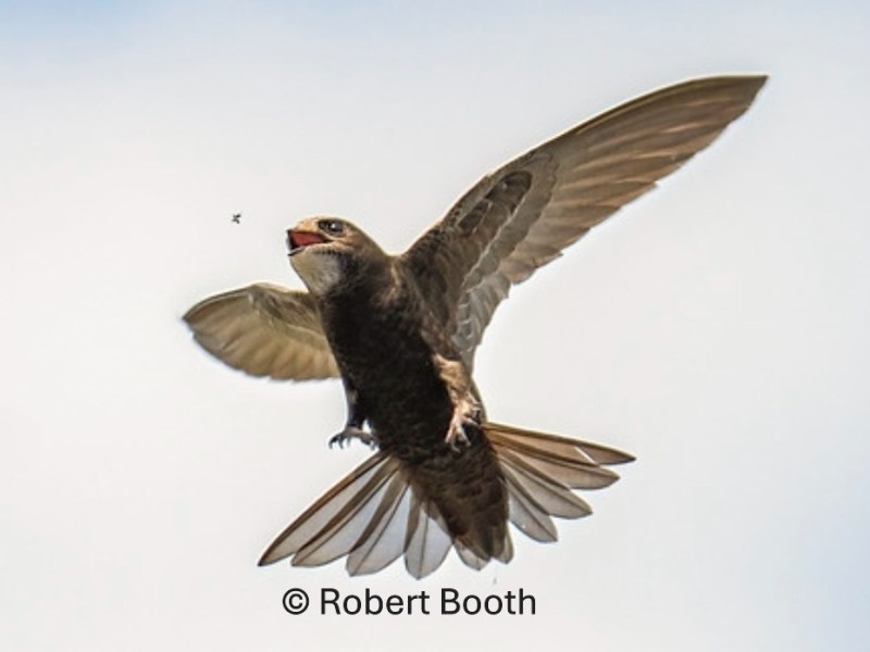 Future proof your home for swifts – here’s&nbsp;how!