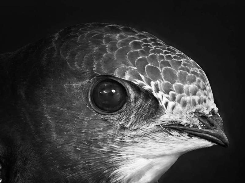 Nest Box Package Offer – Spring&nbsp;2026