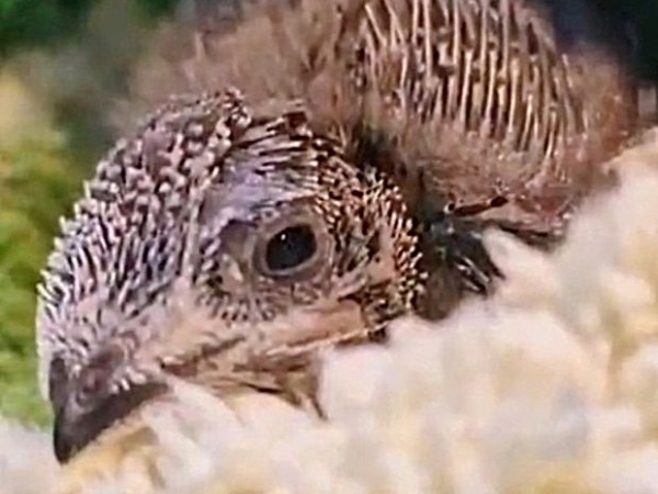 Swift Nest Bricks and Sky-high Drama in Woodseats,&nbsp;Sheffield