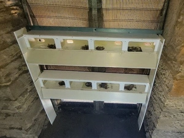 Eight New Homes for Sheffield’s Swifts at St&nbsp;Mark’s!