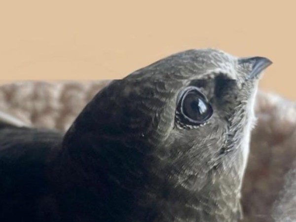 Help us Survey for Swift Nests this Summer – No experience&nbsp;needed!